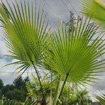 Palma vláknitá (Washingtonia filifera) – výška kmeňa 140-160 cm, celková výška 250-300 cm (-4°C) 